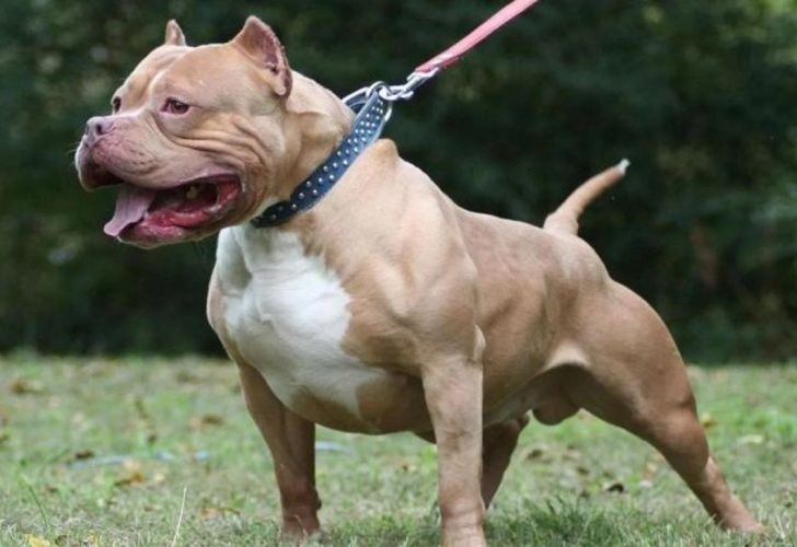 El perro pitbull de la familia atacó a un bebé de 8 meses que dormía en la cuna | Nacionales