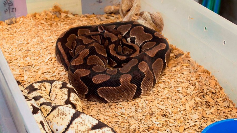 Rescataron a una pitón que era transportada por una mujer en un remis | Nacionales