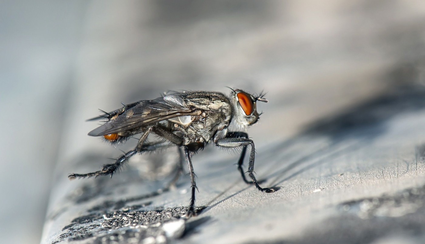 Argentina busca contener el avance de las moscas en la Antártida | Nacionales