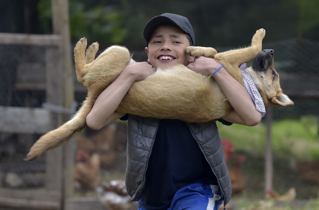 Investigan si existe un vínculo entre hepatitis severa de origen desconocido y los perros | Información General