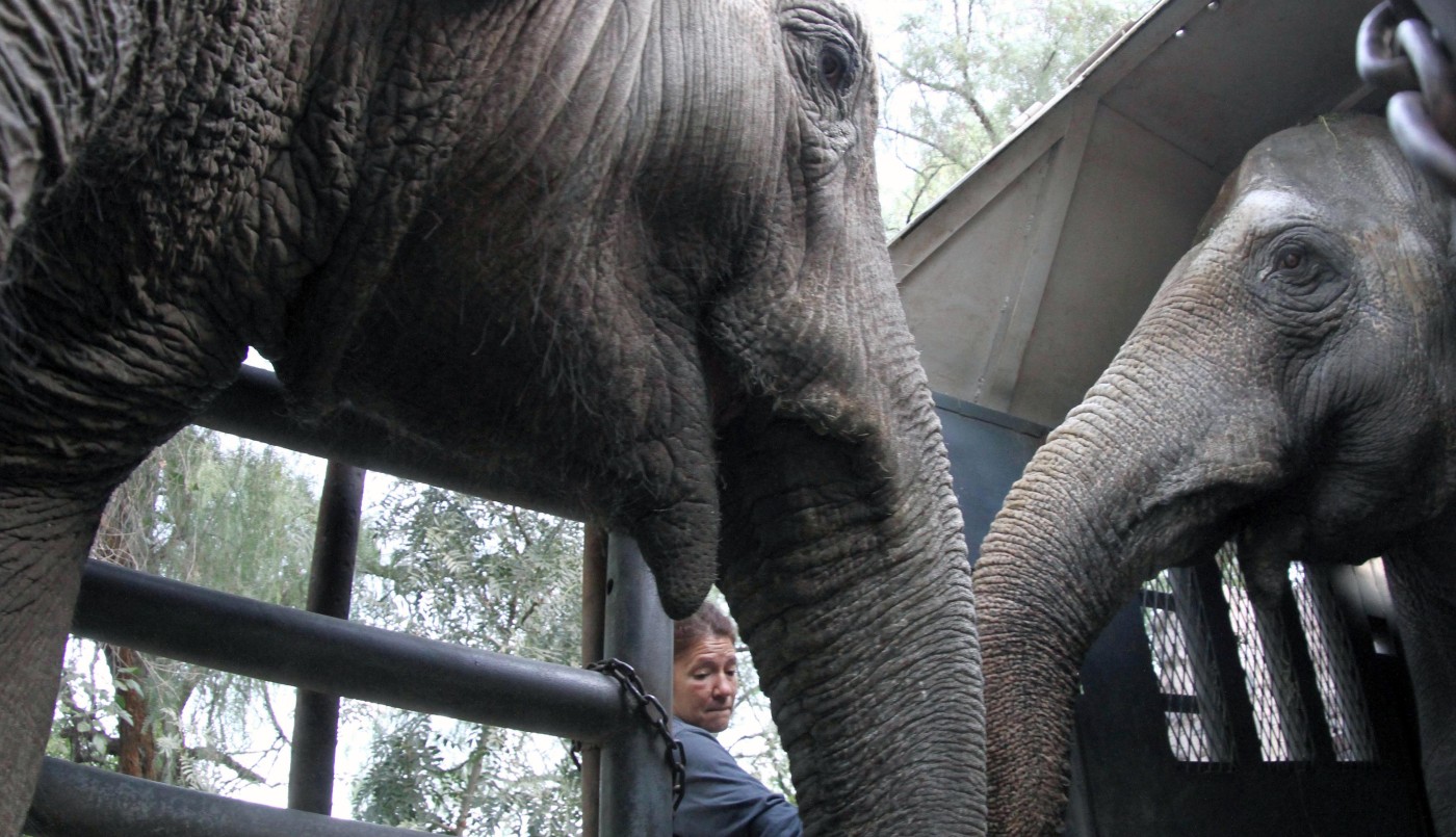 Tras cinco días de viaje, las elefantas Pocha y Guillermina llegaron al santuario de Brasil | Nacionales
