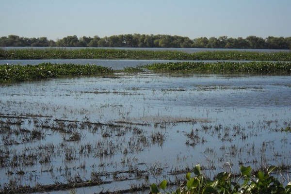 Misiones se convirtió en la primera provincia en aprobar la Ley de Humedales | Legislativas