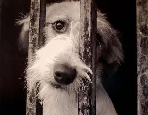 Maltrato animal: cómo actuar frente a estas situación y a dónde denunciar | Juntos y solidarios