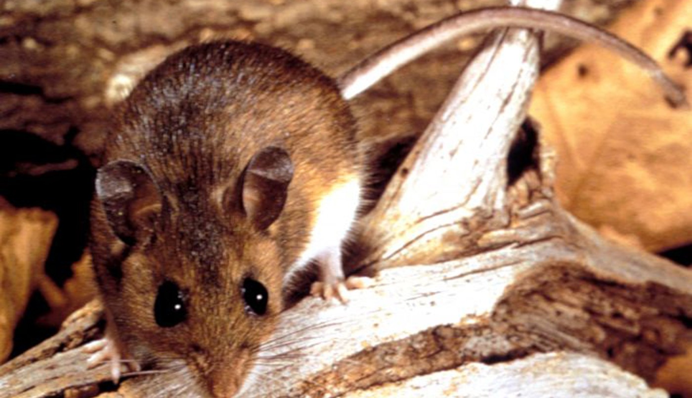 La cepa de hantavirus Andes es la que produce la mayor tasa de mortalidad | Nacionales