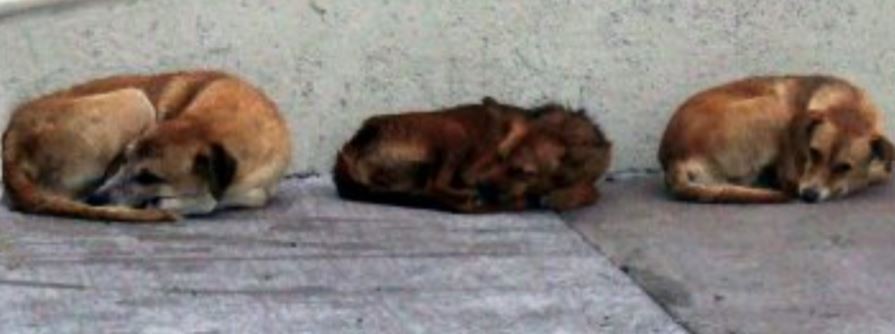 Tres perros impidieron que un motociclista muriera congelado tras accidentarse en Río Negro | Nacionales