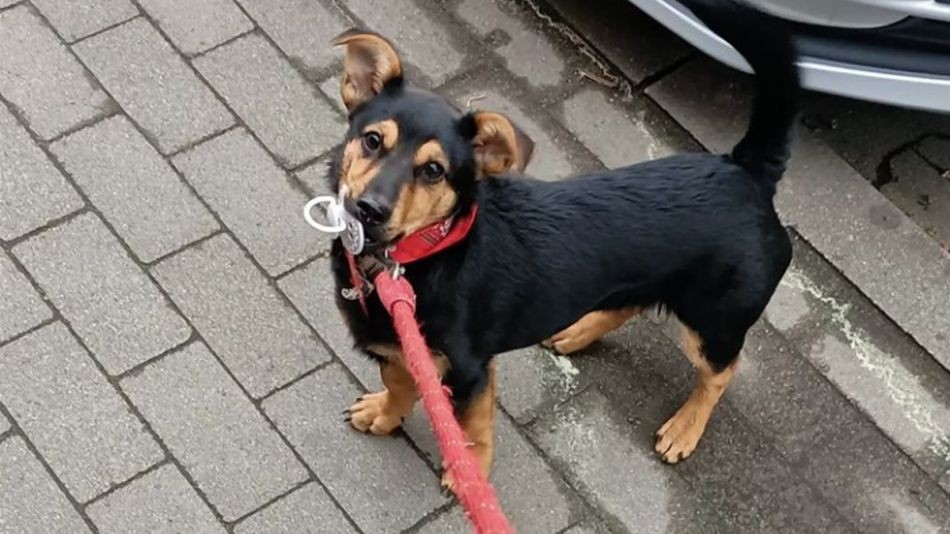 Liberaron a Coco: el perro que quedó demorado en Ezeiza volvió con su dueño | Nacionales