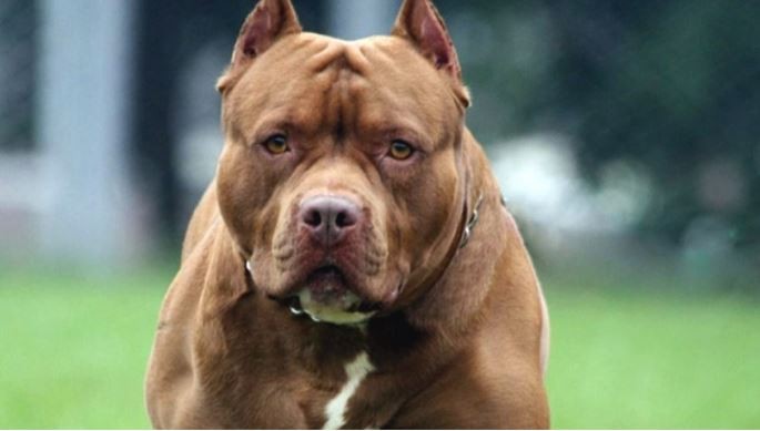 Un pitbull atacó y mató a un niño de 2 años en Jujuy | Nacionales