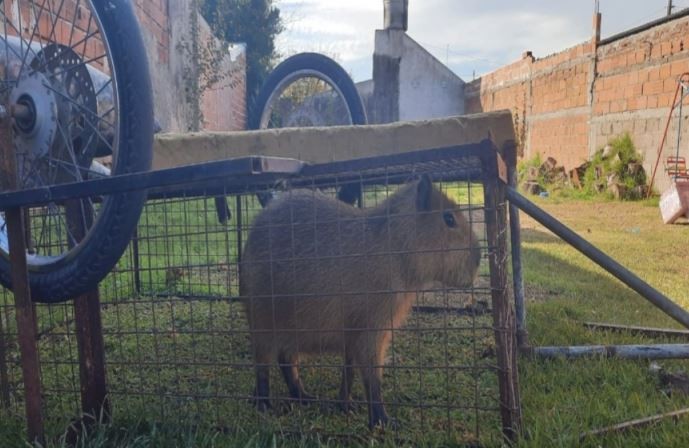 Rescataron a un carpincho que había sido secuestrado en Sierra de los Padres | Nacionales