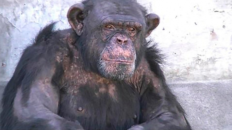 Presentaron habeas corpus para la liberación de un chimpancé alojado en un zoológico de Río Negro | Nacionales