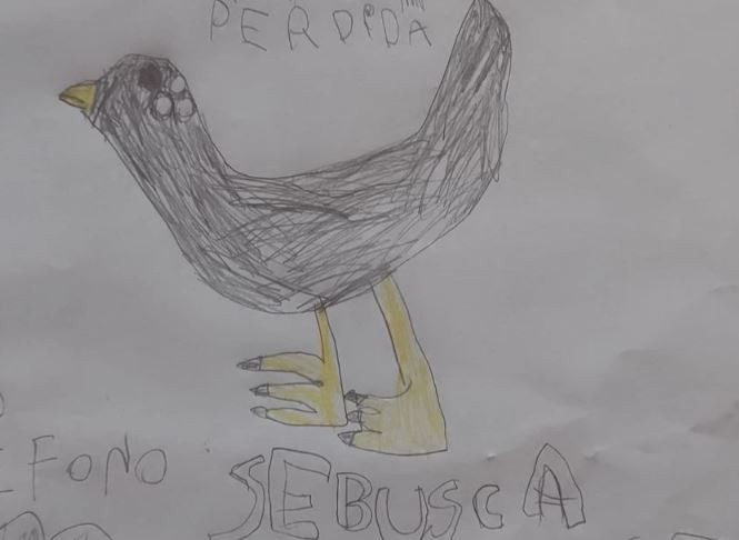Una niña de 8 años recuperó a su gallina gracias a un dibujo y la ayuda del barrio | Nacionales
