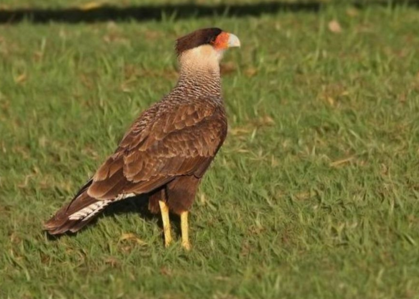 Posible caso de envenenamiento de fauna silvestre en la provincia | Información General