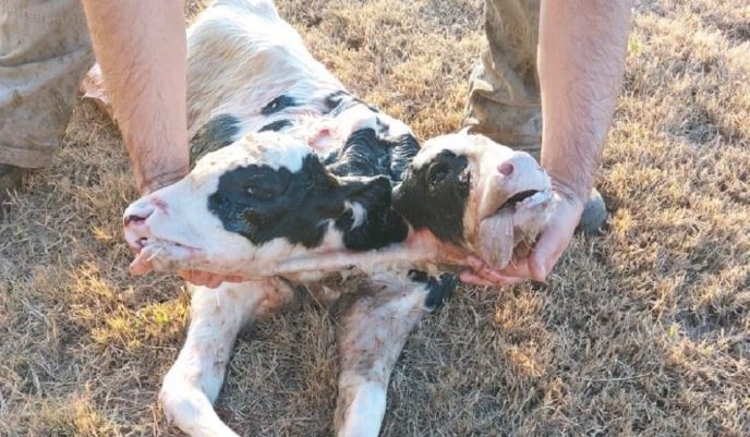 Nació un ternero con dos cabezas en un tambo cordobés | Nacionales