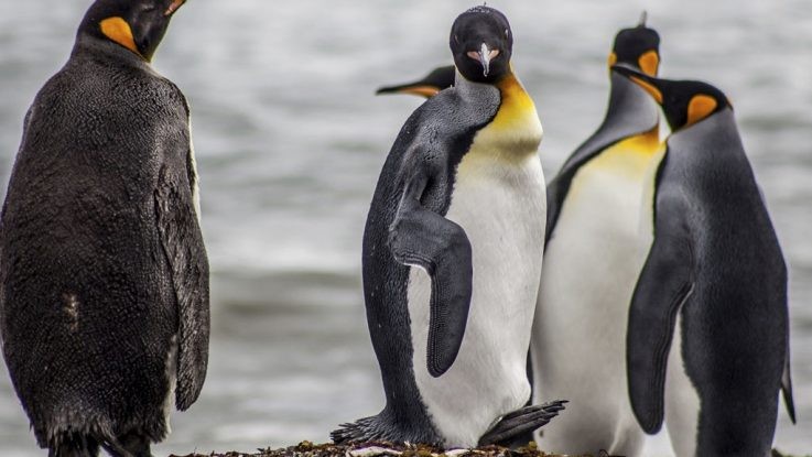 La UE destinará 3 millones de euros para proteger la biodiversidad en la Patagonia | Información General