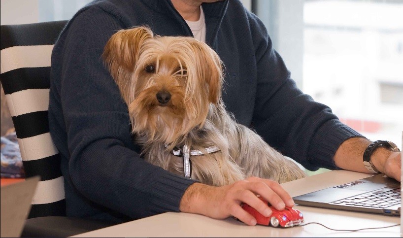 Día Mundial de LLevar al Perro al Trabajo: su objetivo y beneficios | Información General