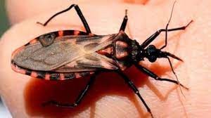 Mal de Chagas: Descubren que las vinchucas repelen la sal | Información General