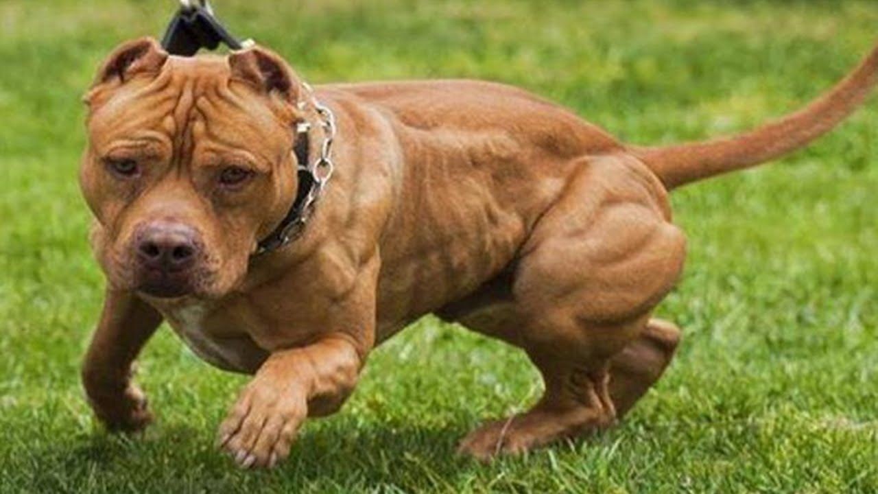 Un nene de 3 años jugaba en la vereda y lo atacó un pitbull: está internado | Nacionales