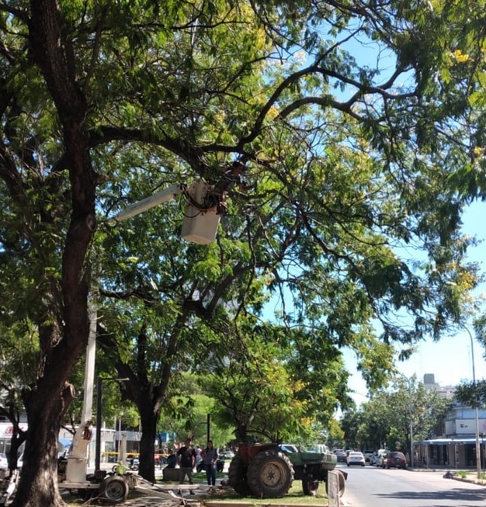 Los trabajos de arbolado, iluminación y bacheo previstos para este 7 de julio | Información General