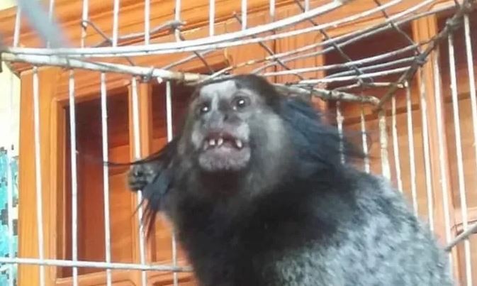 Buscan a "Dientes", un mono tití que volvió a ser robado del exzoológico de La Plata | Nacionales