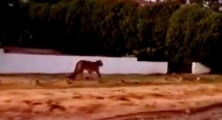 Tras una noche de vigilancia, no hay señales de los pumas en Villa Gesell y creen que podrían haber regresado a su hábitat | Nacionales