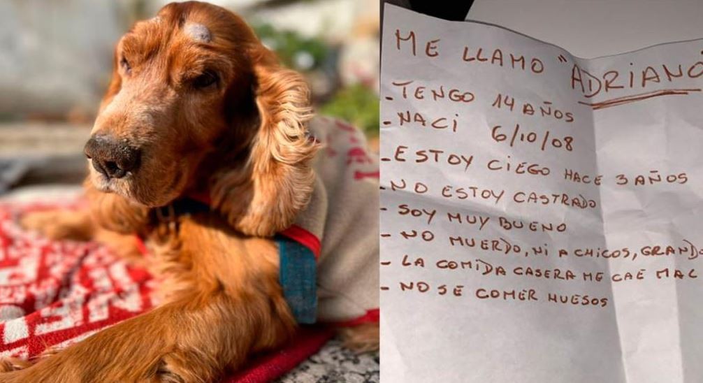 Abandonaron a un perro ciego: buscan a una familia que lo adopte | Nacionales