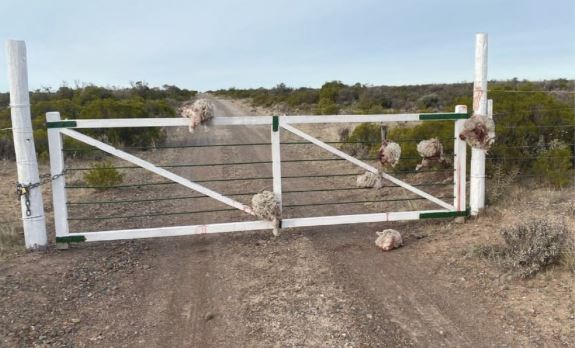 Chubut: robaron ovejas y dejaron las cabezas en una tranquera | Nacionales