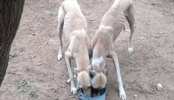 Córdoba: rescataron a seis galgos desnutridos que los usaban para alimentar a un perro pitbull | Nacionales