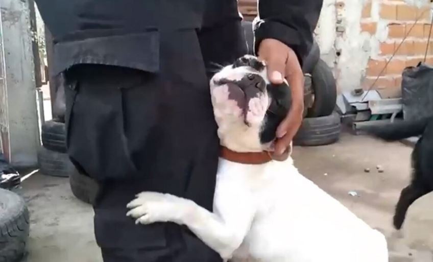 Rosario: rescataron a 18 cachorros de un criadero clandestino | Noticias