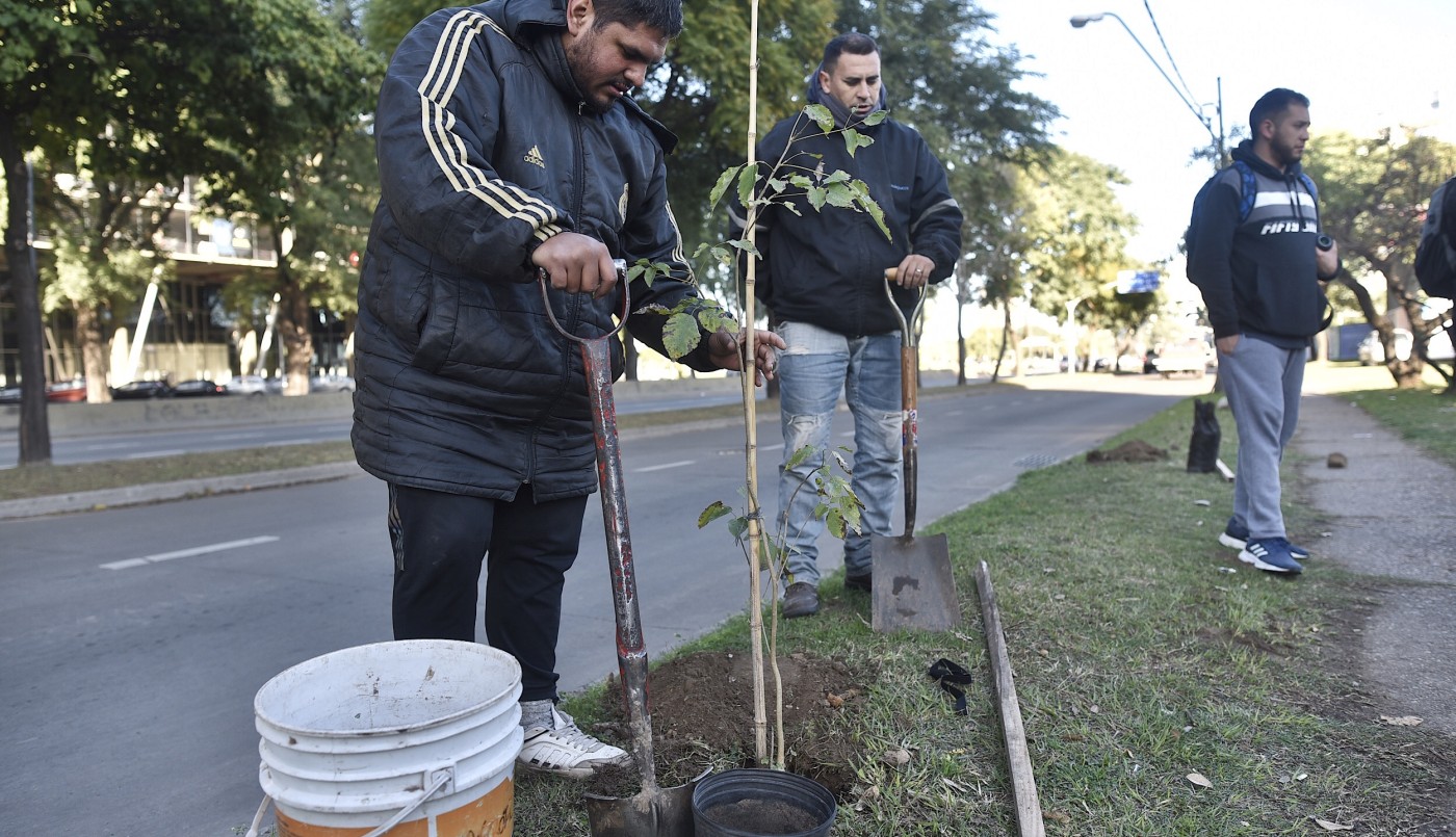 Continúan las tareas del plan de arbolado municipal | Información General