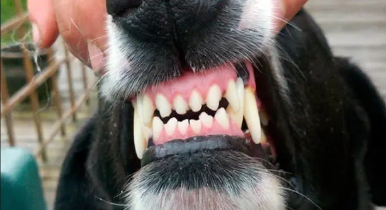 Dos perros atacaron y mataron a una mujer: el dueño quedó demorado | Nacionales