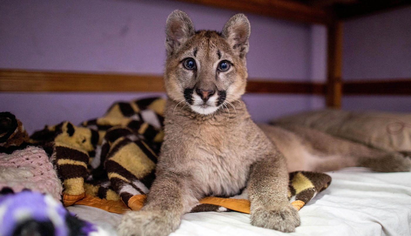 Por primera vez un fallo declaró a una puma "animal no humano sujeto de derechos" | Información General