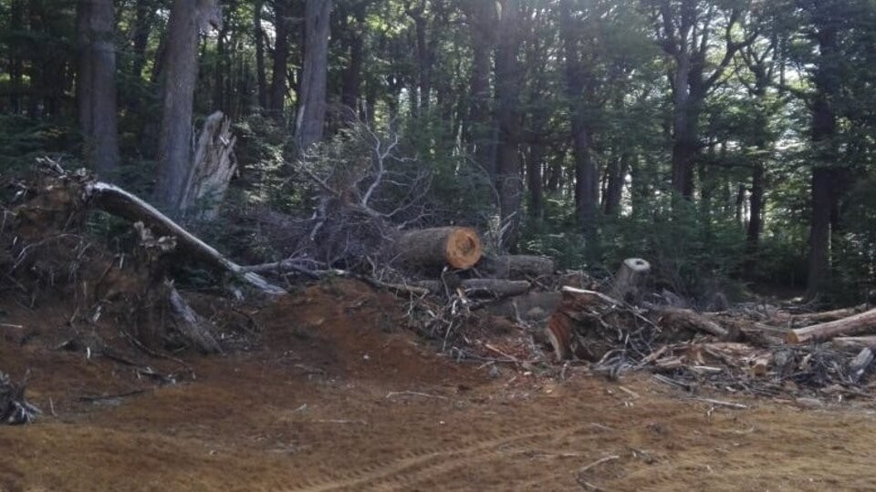 Multa de $36 millones por la tala de un bosque nativo para hacer una pista de esquí en Chubut | Nacionales