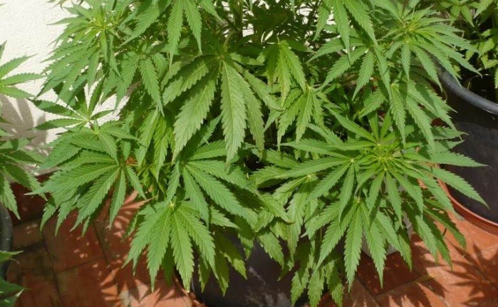 Sobreseyeron a un hombre de 75 años que cultivó marihuana en su terraza con fines medicinales | Nacionales