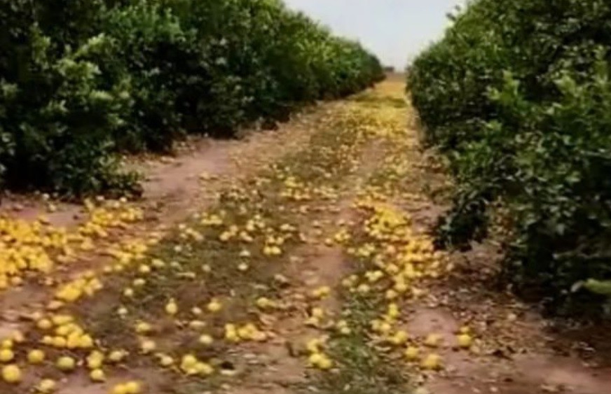 Desechó 280 toneladas de limones porque no consiguió compradores: le pidieron que los regale y explicó por qué se negó | Nacionales