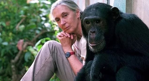 La científica Jane Goodall pidió por la liberación del chimpancé "Toti" | Nacionales