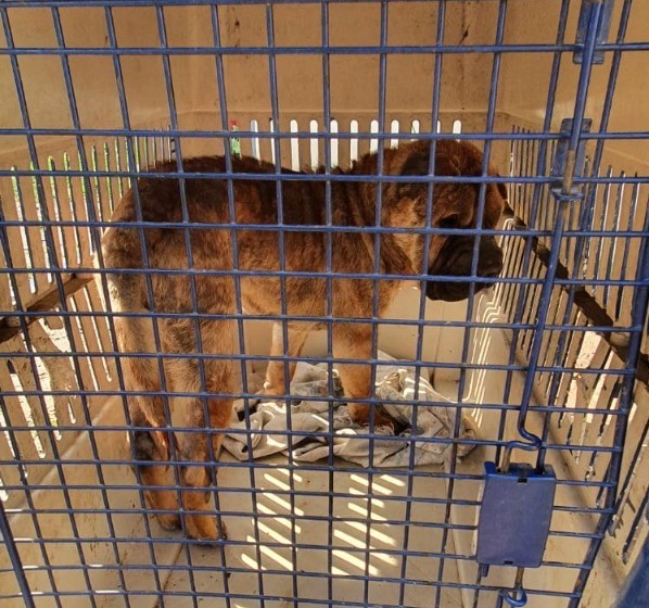 Secuestraron un perro raza Sharpei que se encontraba en malas condiciones de cuidado | Policiales