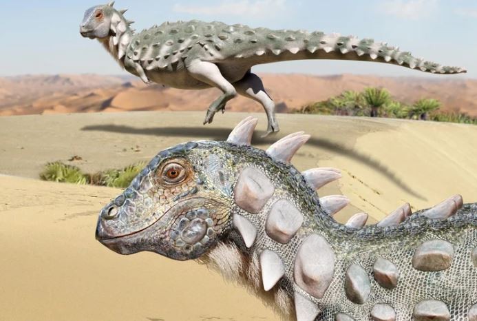 Presentaron a Jakapil, el nuevo dinosaurio acorazado descubierto en Río Negro | Nacionales