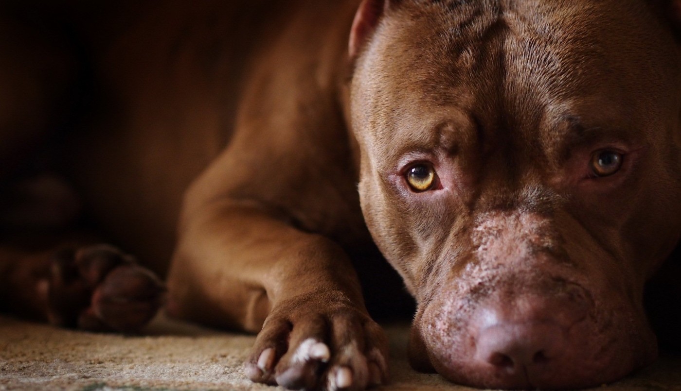 Un pitbull atacó a una nena de 8 años | Información General