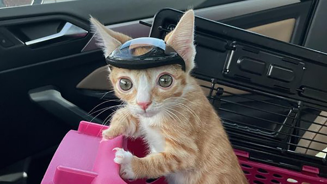 Un gatito es furor en Internet por usar casco, pero lo hace por una triste razón | Redes