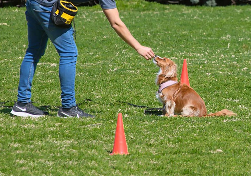 Las mascotas tendrán su protagonismo en FECOL + EXPODEMA | Noticias
