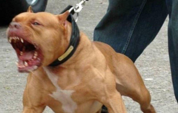 Un pitbull atacó a un adolescente que entró a robar a una cancha de fútbol | Nacionales