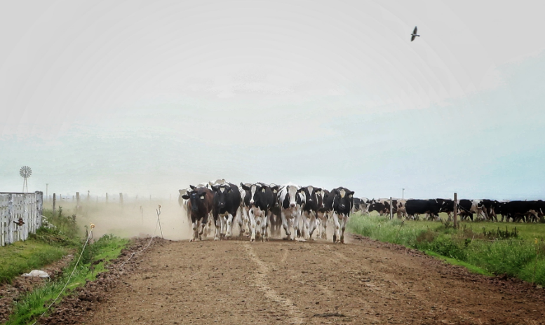 La cadena láctea santafesina marca el rumbo de la generación de divisas | Noticias