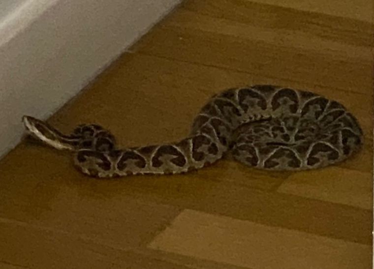 Encontró una yarará en el living de su departamento en Rosario | Noticias