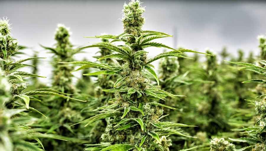 Cannabis medicinal: el gobierno de Chubut le cedió tierras a la asociación "Mamá cultiva" para su producción | Nacionales