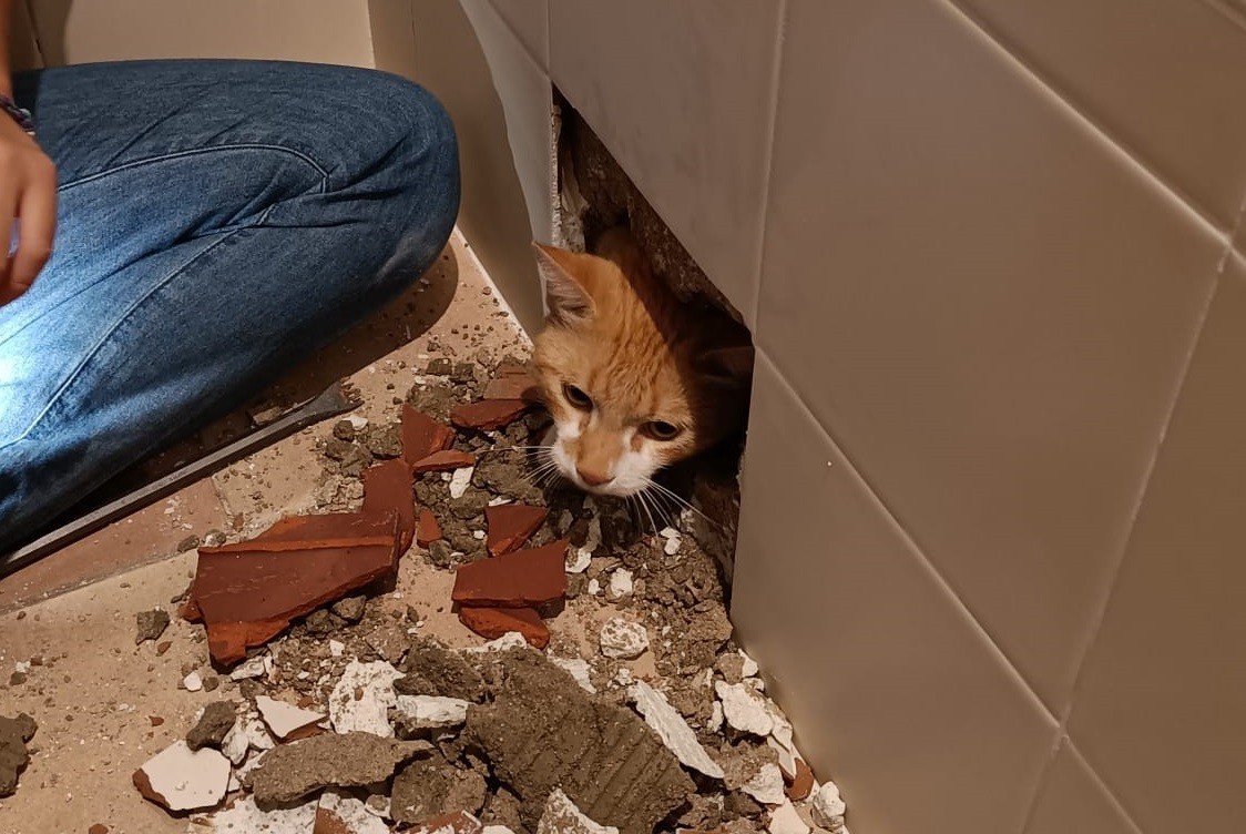 Le hicieron reformas en la bañera y se dejaron el gato dentro de la pared | Redes