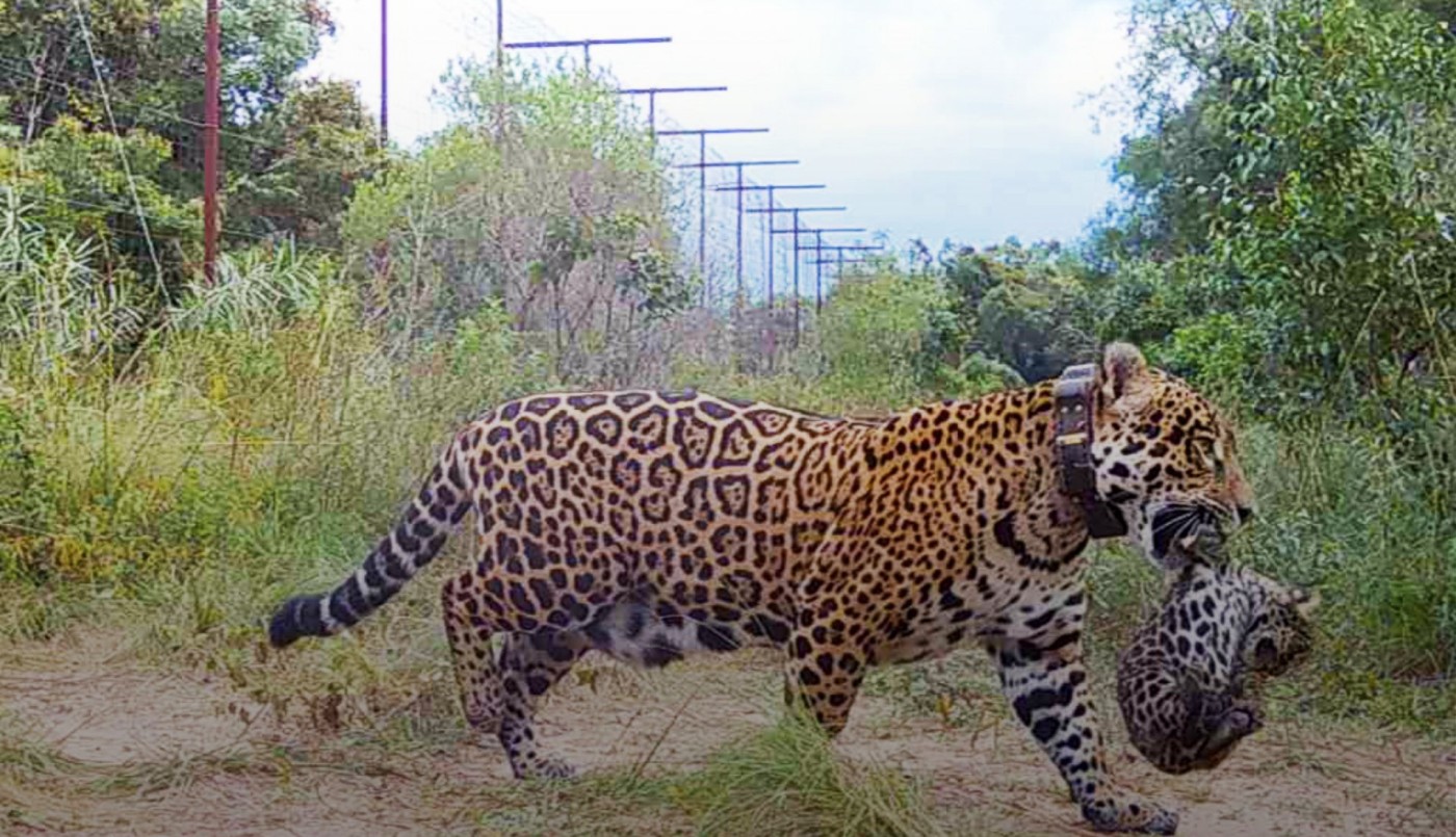 El actor Leonardo Di Caprio celebró el aumento de la población de yaguaretés en nuestro país | Redes