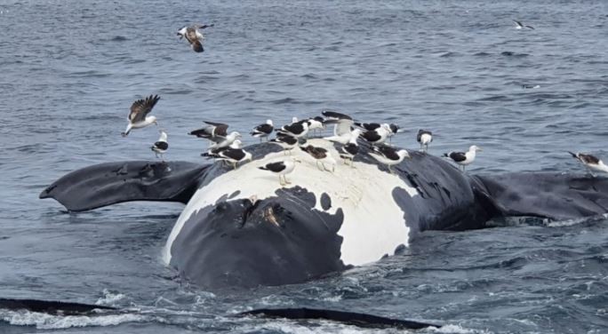 Aumenta el número de ballenas muertas en el Golfo Nuevo | Nacionales