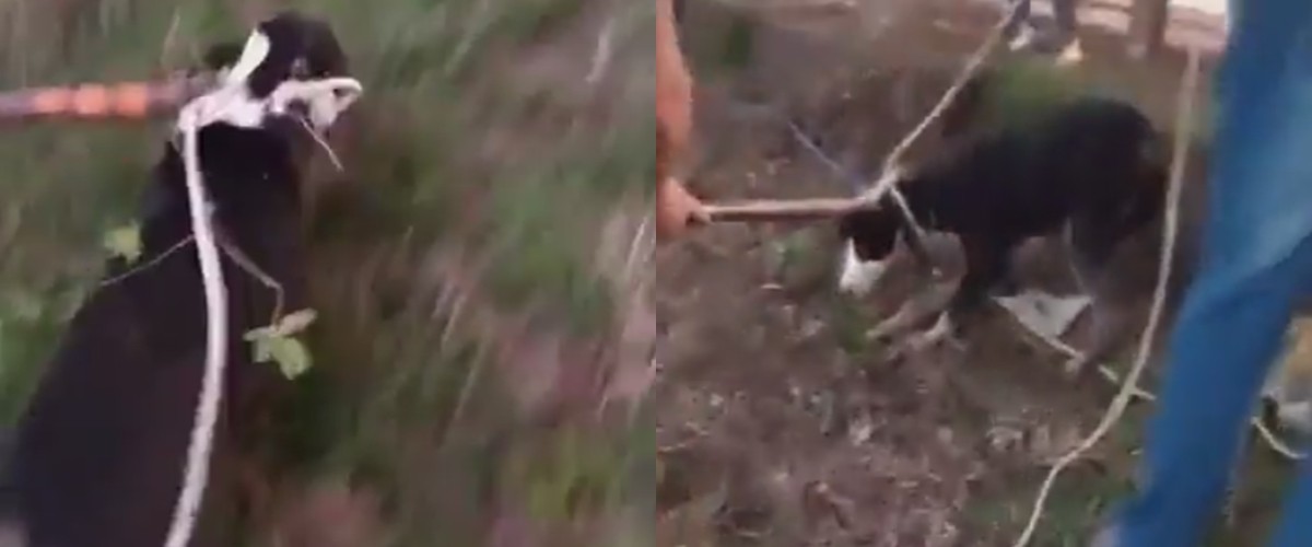 Rescataron a una perra que se cayó al río en Santo Tomé | Noticias