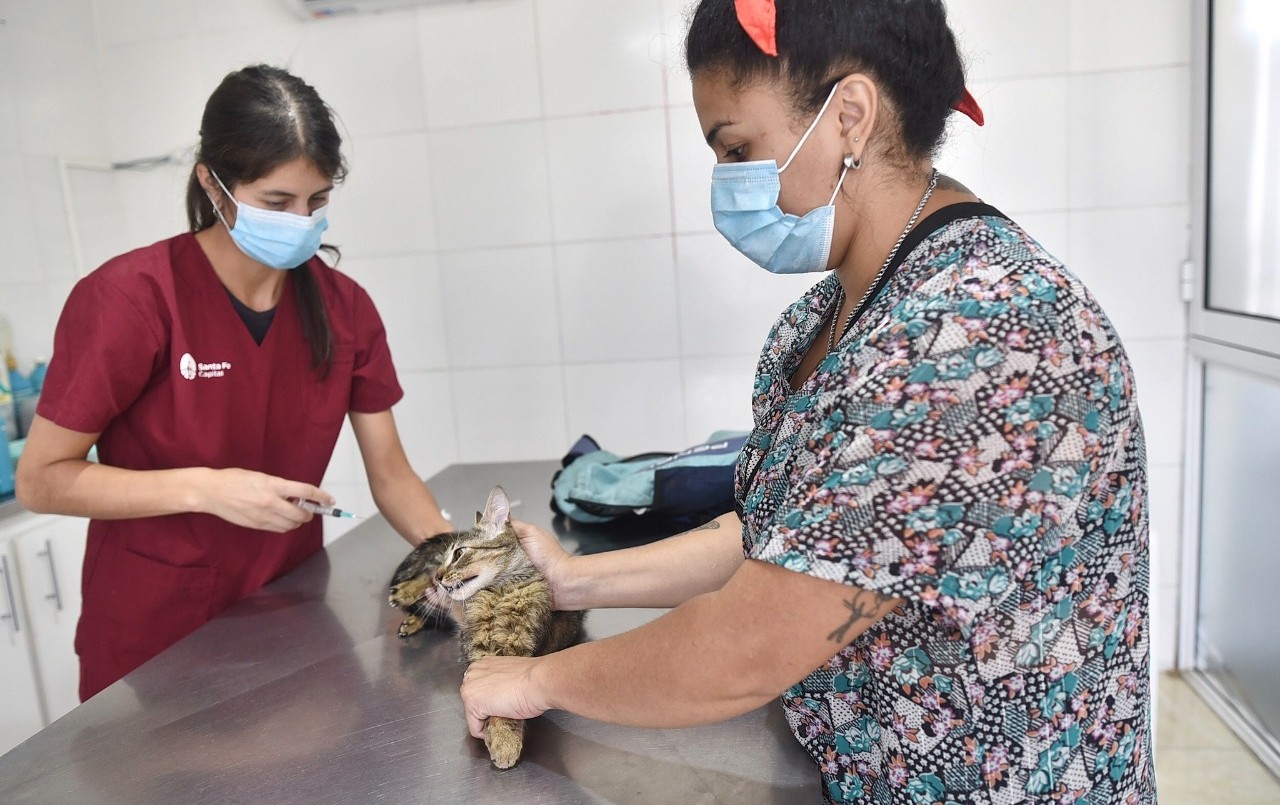 Comienza la vacunación antirrábica gratuita en las veterinarias de Santa Fe | Noticias