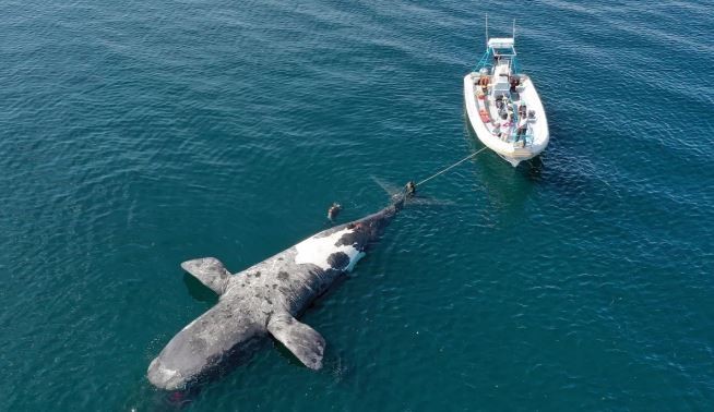 Sube a 13 el número de ballenas muertas en el Golfo Nuevo | Nacionales