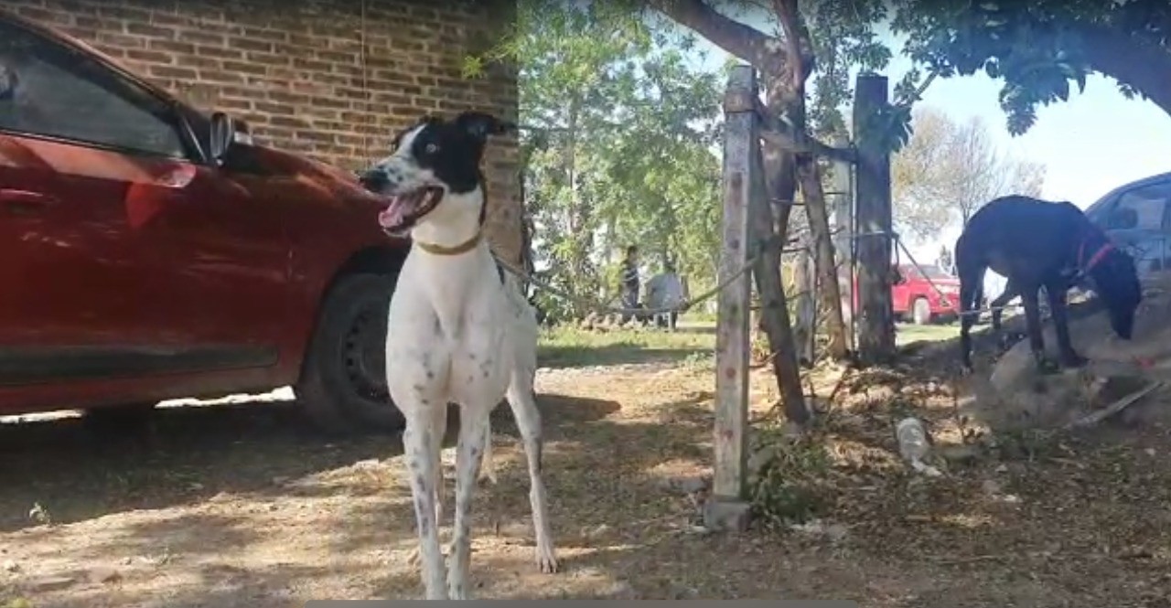 Desarticulan una carrera clandestina de perros galgos en Santo Tomé | Noticias